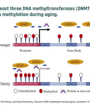 Epigenetic Aging thumbnail