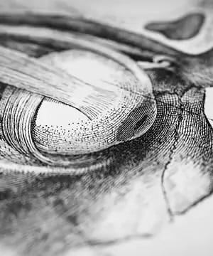 Understanding Fertility thumbnail