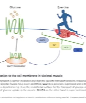 Glucose and Insulin Impact thumbnail
