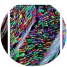 Jeff Lichtman profile picture